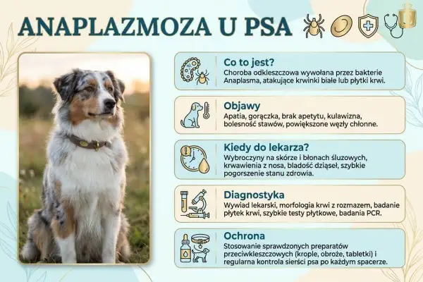 Anaplazmoza u psa: objawy, diagnostyka i ochrona. Zdjęcie przedstawia psa rasy Australian Shepherd, który może być narażony na tę chorobę odkleszczową.