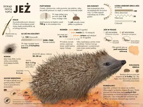 Jeż europejski z bliska, otoczony informacjami o jego życiu i zwyczajach.