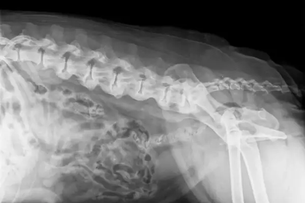 RTG kręgosłupa psa z widocznymi zmianami zwyrodnieniowymi, wskazującymi na spondylozę. Widoczne są zrosty międzykręgowe.