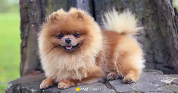 Mały, puszysty, brązowy pies rasy szpic pomeranian leży na pniu drzewa.