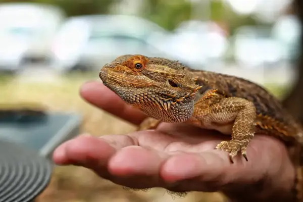 Agama brodata siedzi na dłoni, gotowa do jedzenia.