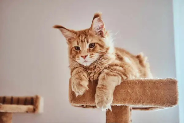 Rudy kot Maine Coon leży na drapaku, patrząc w obiektyw.