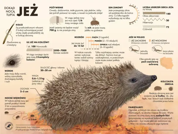 Ilustracja przedstawia jeża z bliska, z zaznaczonymi kolcami, oczami i pyszczkiem.