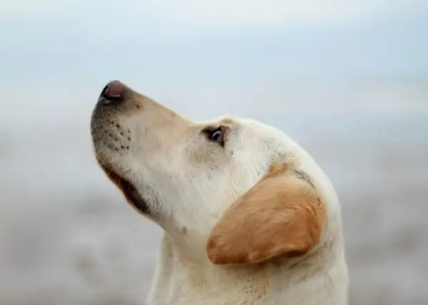 Złoty labrador z zaciekawieniem patrzy w górę. Jego sierść jest jasna, a uszy lekko opadają. Badanie fruktozaminy u psa jest ważne dla monitorowania cukrzycy.