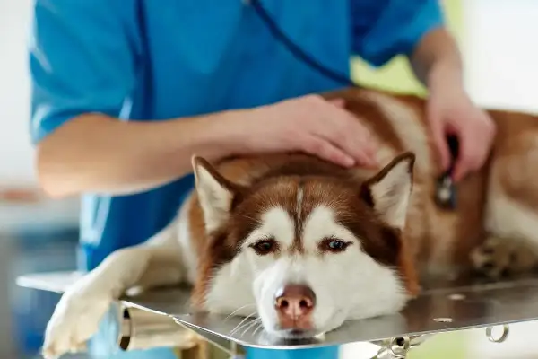 Weterynarz bada psa rasy husky leżącego na stole.