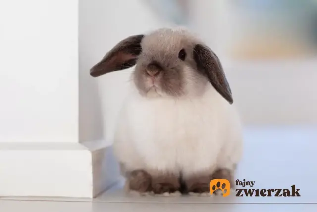 Uroczy królik mini rex z opadającymi uszkami siedzi na jasnym tle.