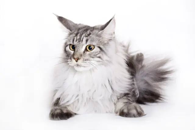 Majestatyczny kot maine coon z puszystą grzywą i przenikliwymi, żółtymi oczami leży na białym tle.